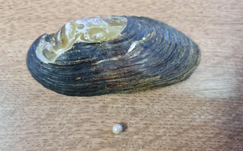 La moule perlière a disparu de la Vologne, un projet vise à la réimplanter.