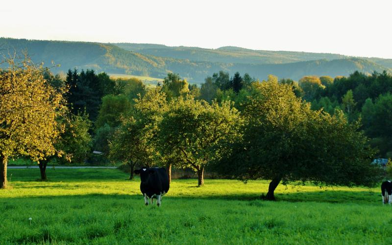 Les crêtes vosgiennes vues depuis le territoire de Bruyères