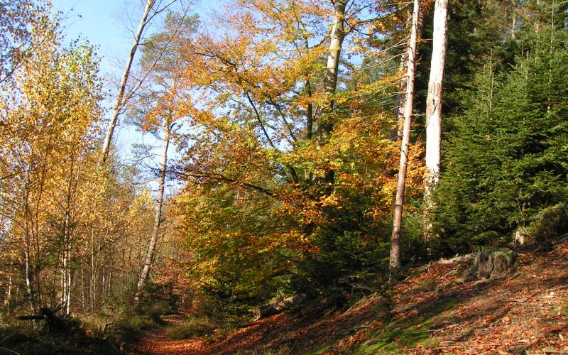 Forêts dans le secteur de Bruyères, Vosges à l'automne