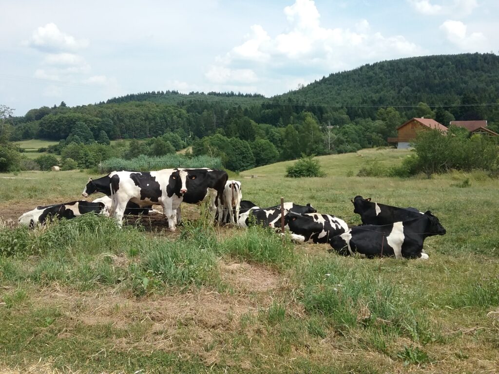 Troupeau de vaches à Beauménil dans les Vosges