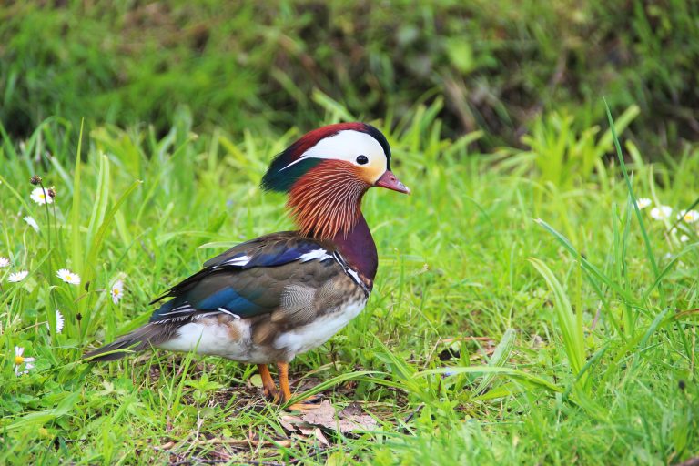 canard mandarin pointhaie @delphine