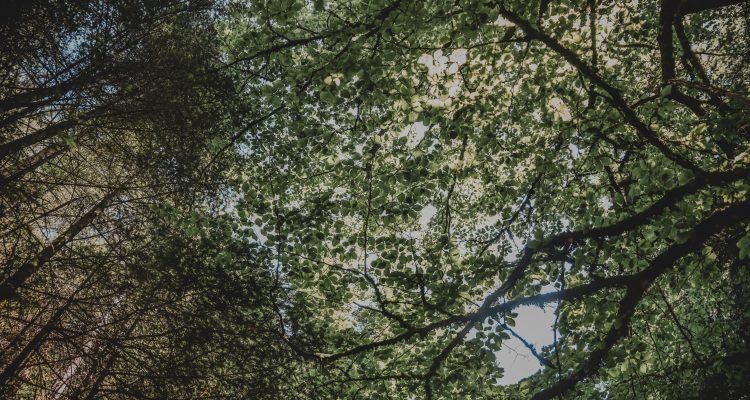 Nature dans les Vallons des Vosges